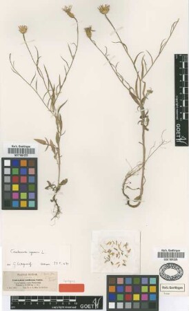 Centaurea umbrosa Huet ex Reut. [syntype]