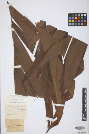 Geonoma