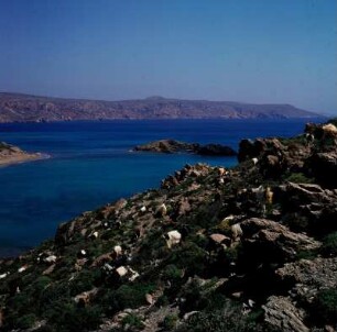 Ziegen, Bucht von Vai : Vai auf Kreta. Der Ziegenfelsen über der Bucht von Vai, Aufnahme 1974