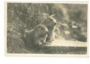 Zwei Murmeltiere