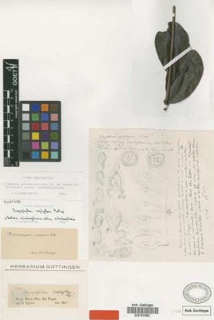 Chrysophyllum inophyllum Mart. [isotype]