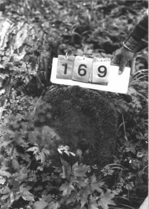 Grabstein 169 (Index: 100106319) Material: Sandstein Zustand: Stele abgebrochen, verwittert, bewachsen, Textverlust Maße HxBxT: 65x43x14 cm Beschreibung: Stele, Rundbogenabschluß, Schriftfeld eingetieft: Grabstein 169