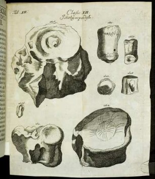 Tab. XII. Classis XII. Ichthyospondyli.