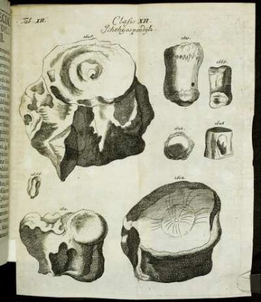 Tab. XII. Classis XII. Ichthyospondyli.