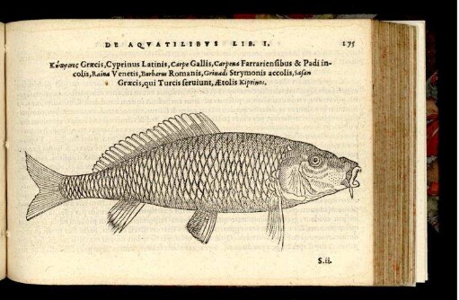 Cyprinus Latinis