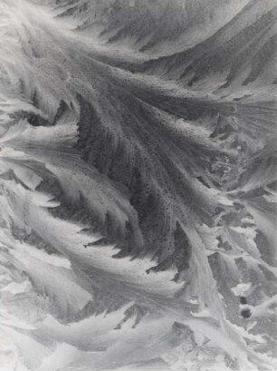 Eisblumen