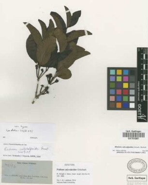 Psidium calycolpoides Griseb. [syntype]