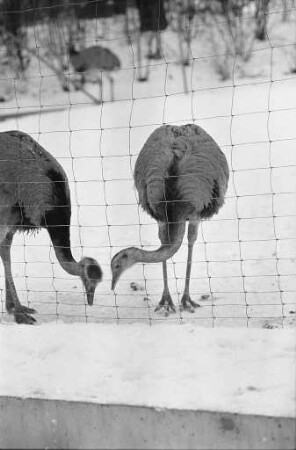 Karlsruher Zoo im Winter