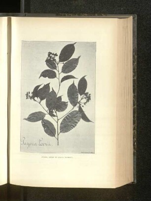 Payena Leerii En Fleur.