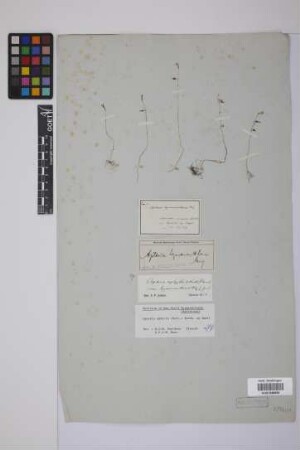 Apteria hymenanthera Miq.