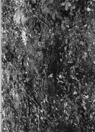 Grabstein 1136