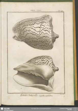 Pl. 391. Volute. Voluta