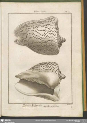 Pl. 391. Volute. Voluta