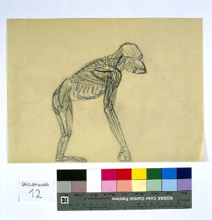 Anatomischer Affe
