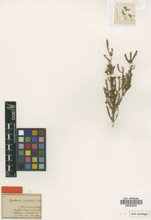 Agathosma asperifolia Eckl. & Zeyh. [type]