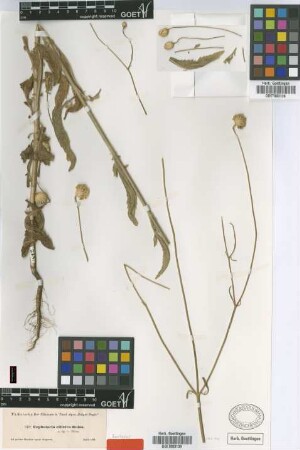 Cephalaria cilicica Boiss. [syntype]