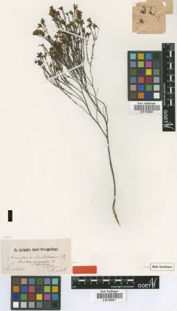 Microlicia arenariaefolia DC. var. riedeliana Cogn.[type]
