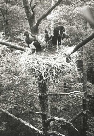 Europa. Schwarzstorch (Ciconia nigra). Horst mit fast flüggen Jungen in dichtem Mischwald