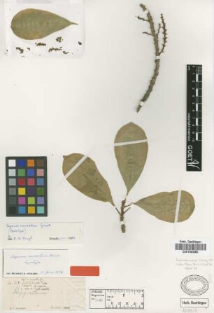 Sapium cuneatum Griseb. [lectotype]