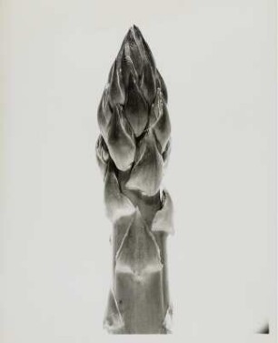 Spargel, Stängel (Asparagus)