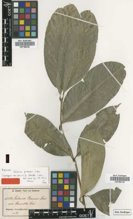 Salacia preussii Loes. var. Loes. staudtii[syntype]