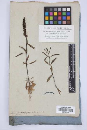 Veronica angustifolia