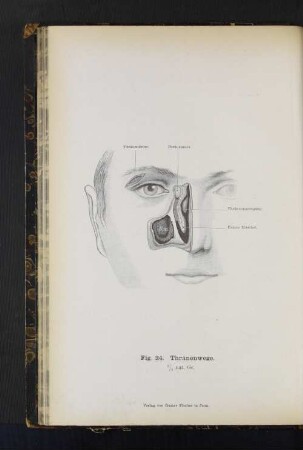 Fig. 34. Thränenwege.
