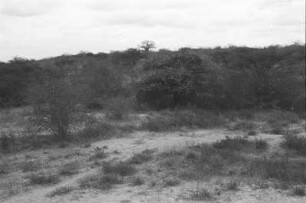 Dornbuschsavanne : Blick über eine Dornbuschsavanne.