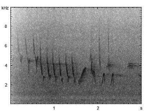 Buchfink | Fringilla coelebs - Gesang