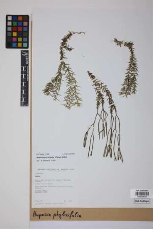 Phlegmariurus phylicifolius (Desv. ex Poir.) B. &Oslash;llg.