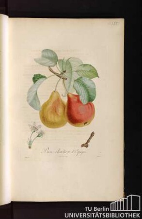 Pl. XXVII. Bon-Chrétien d'Espagne.