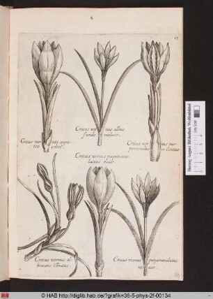 [Krokusse]