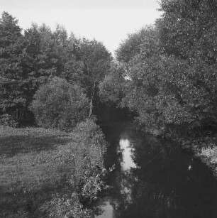 Auwald : Flusslandschaft mit Auwald