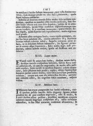 XIV. Meliotus lutea