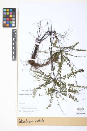 Adiantopsis radiata