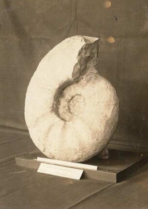 Fossilien der sächsischen Kreide: Pachydiscus lewesiensis Turon) aus Dresden (Werkstättenbahnhof). Dresden: Museum für Mineralogie und Geologie