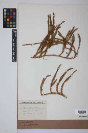 Lycopodium annotinum annotinum L.