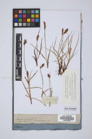 Schoenus compressus L.