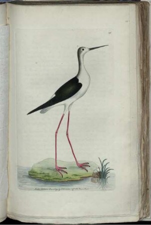 [Abb. 195]