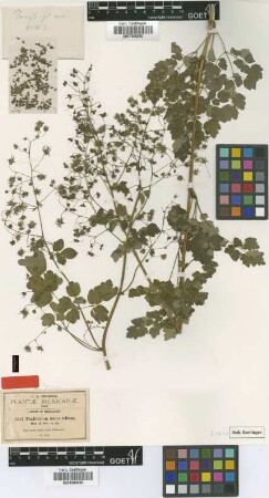 Thalictrum tomentellum Rob. & Seaton [type]