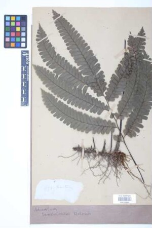 Adiantum tomentosum Klotzsch