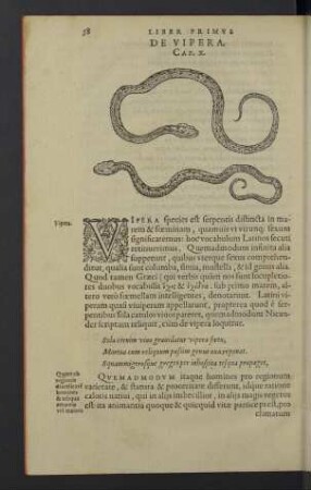 De vipera. Cap. X.