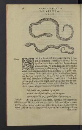De vipera. Cap. X.