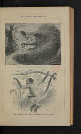 Tafel: The zoological gardens. [2]