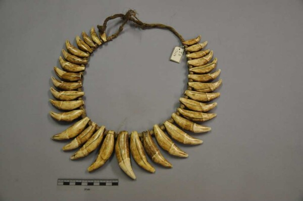 Jaguar tooth necklace