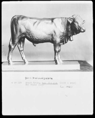 Stehendes Kalb / Stier / Stehender Bulle