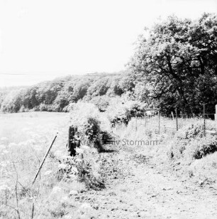 Krübbenberg: Feldweg: rechts und links Zäune: rechts Bäume: im Hintergrund Wald