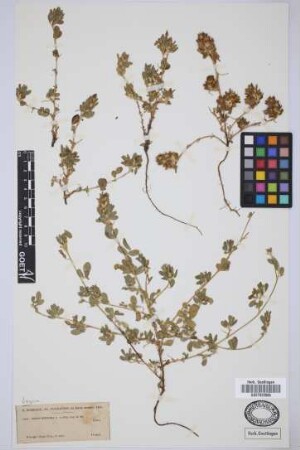 Ononis mitissima L.