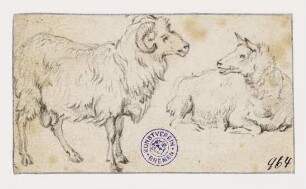 Widder und ein Schaf