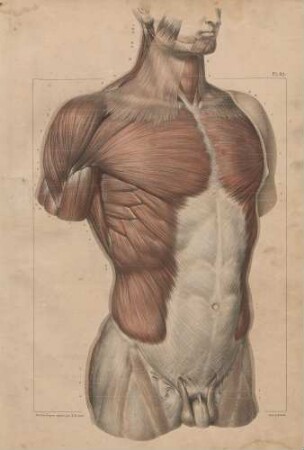 Die Muskeln des Torso (von vorn)